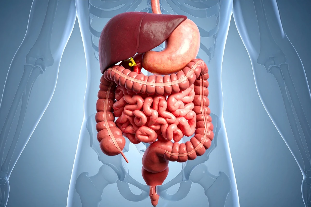 gut microbiome test