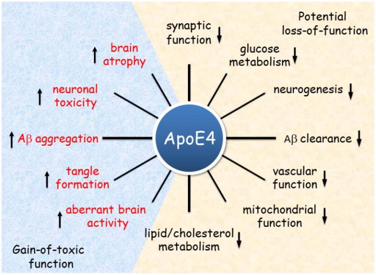 What is the APOE gene? And why should I care? dnaPower