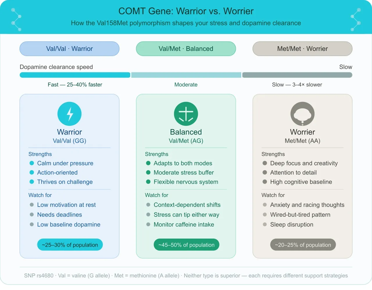 What Is the COMT Gene